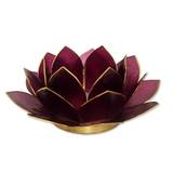 African Image - Lotus lysestage - Blomme