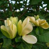 Magnolia (Magnolia brooklynensis 'Yellow bird') 80-120 cm