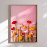 Plakat - Ranunculus Pink Plakat - Str:70 x 100 Cm - Incado