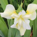 Iris (Iris sibirica 'Butter and Sugar')