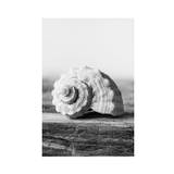 Shell Plakat (30x40 cm) - Sort-hvide fotos