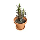 Kaktus (Euphorbia Trigona Rubra)
