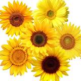 72 pieces Removable Sunflower Wall Stickers Peel and Paste 3D Sunflower Wall Stickers Handmade Sunflower Stickers, Car Stickers, Bathroom Living Room