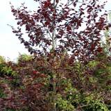 Rødbøg (Fagus sylvatica 'Purpurea') 150-175 cm - Færdighæk