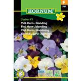 Viola cornuta blanding, Sorbet F1, Hornviol