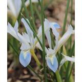 Iris reticulata ‘Frozen Planet’ 5 løg i potte