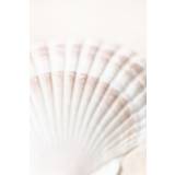 Shell Poster 70x100 cm