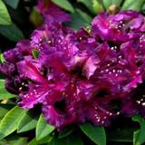 Rhododendron (Rhododendron hybrid. 'Black Pearl') 25-40 cm