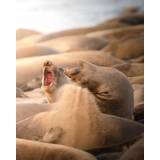 Elephant seals playing on a beach Poster 50x70 cm