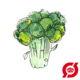 Broccoli - frø (øko)