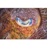 Focus On Cuttlefish Poster 30x40 cm