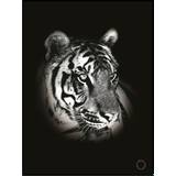 Plakat - Dark Tiger - Minida - 100 x 140 cm