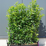 Færdighæk Laurbær (Prunus 'Genolia') 100x140 cm*