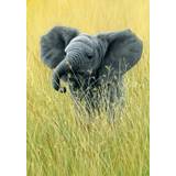 Elephant in the Grass