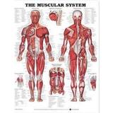 Muscular System Chart Laminated (Hæftet, 2003)