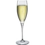 Bormioli Rocco Champagneglas Bormioli Rocco Premium Champagneglas 25cl 6stk