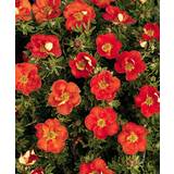 Potentilla Fruticosa 'Red Ace' - Bush