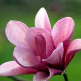 Sommerblomster Magnolia 'Galaxy'