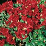 Rød Planter Rhododendron Scarlet Wonder