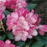 Rhododendron Rhododendron Polaris