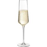 Leonardo Grå Køkkentilbehør Leonardo Puccini Champagneglas 28cl
