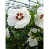 September Planter Hibiscus syriacus 'Red Heart'