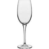 Uden håndtag Glas Luigi Bormioli Vinoteque Liqueur Rødvinsglas, Hvidvinsglas 12cl