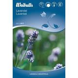 Blå Planter Weibulls Lavendel