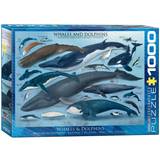 Eurographics Whales & Dolphins 1000 Pieces