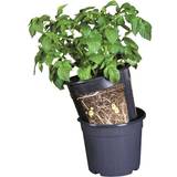 Krukker, Planter & Dyrkning Gardenlife Potato Pot