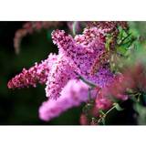 Krukker, Planter & Dyrkning Sommerfuglebusk 'Pink Delight'