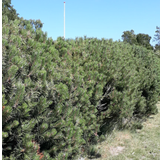 Solrigt Træer & Buske Pinus Mugo