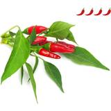 Frø Click and Grow Smart Garden Piri Piri Chili Pepper Refill 3 pack