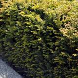 Taxus baccata Tax Taxus Baccata