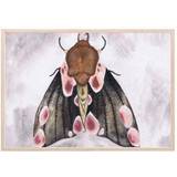 Multifarvet - Sommerfugle Indretningsdetaljer That's Mine A Moth's Beauty Poster