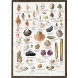 Brugskunst Koustrup & Co. Sea Mussels and Snails Plakat 42x59.4cm