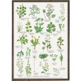 Koustrup & Co. Spiselige vilde Planter Plakat 42x59.4cm