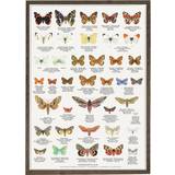 Vægdekorationer Koustrup & Co. Butterflies Plakat 42x59.4cm