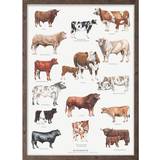 Brugskunst Koustrup & Co. Cattle Breeds Plakat 42x59.4cm