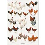 Vægdekorationer Koustrup & Co. Chicken Breeds Plakat 21x29.7cm