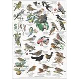 Rund Brugskunst Koustrup & Co. Garden Birds Plakat 42x59.4cm