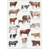 Brugskunst Koustrup & Co. Cattle Breeds Plakat 21x29.7cm