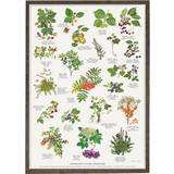 Brugskunst Koustrup & Co. Edible Wild Fruits Plakat 42x59.4cm