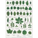 Grøn Vægdekorationer Koustrup & Co. Leaves Plakat 21x29.7cm