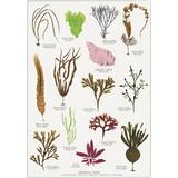 Papir Brugskunst Koustrup & Co. Edible Seaweed Plakat 42x59.4cm