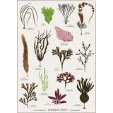 Hvid Vægdekorationer Koustrup & Co. Edible Seaweed Plakat 21x29.7cm