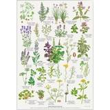 Brugskunst Koustrup & Co. A4 Spiced Herbs Plakat 21x29.7cm