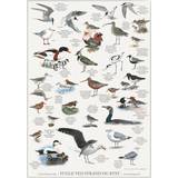 Plakater Koustrup & Co. Birds at Beach and Coast Plakat 42x59.4cm