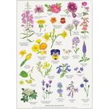 Hvid Brugskunst Koustrup & Co. Edible Flowers Plakat 42x60cm