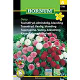 Hornum Krukker, Planter & Dyrkning Hornum Tusindfryd Almindelig Blanding, Daisy